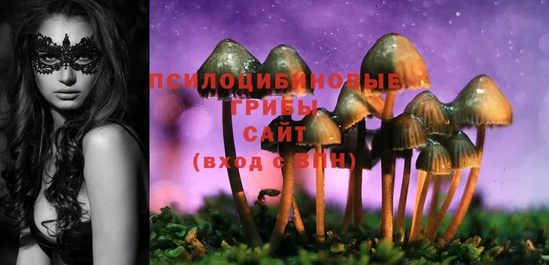 Галлюциногенные грибы MAGIC MUSHROOMS  Петровск 